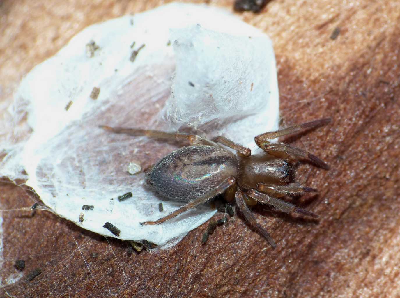 Carrellata di Clubiona corticalis - Palidoro (RM)